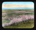 Prune Orchard near Santa Clara, California