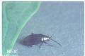 Phyllotreta albionica (Colorado cabbage flea beetle)