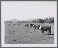 Grazing steer, 1971