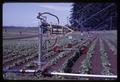 Sprinkler on strawberries, North Willamette Experiment Station, Aurora, Oregon, July 9, 1968