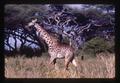 Giraffe, Africa, 1976