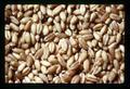 Closeup of prize-winning wheat grown by Dennis Webb, Yamhill County Fair, McMinnville, Oregon, circa 1972