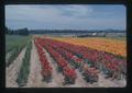 Flower crop, Oregon, circa 1973