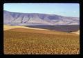 Wheat and fallow fields, Kaseberg ranch, Sherman County, Oregon, 1974