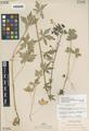 Aconitum viviparum Greene