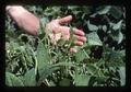 Deer damage to bush beans, Oregon, 1977