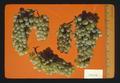 Chenin Blanc wine grapes, Oregon, 1974