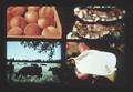 Composite of peaches, cooking bacon, cattle, and flowers, 1975