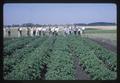 Potato plot during Field Day at Jackson Farm, Corvallis, Oregon, 1964