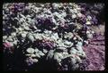 Closeup of blackcap raspberries near Junction City, Oregon, June 29, 1969