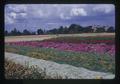 Flower seed production trials, southern Oregon, August 1972