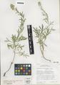 Sphaeromeria ruthiae A.H. Holmgren, Shultz, & Lowrey