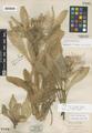 Cirsium drummondii T. & G. ssp. lanatum Petrak