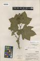 Rubus parviflorus Nutt. var. velutinus (H. & A.) Greene forma parahypomalacus Fassett