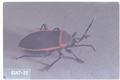 Largus cinctus (Bordered plant bug)