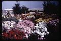 Singers mums flower bed, 1964