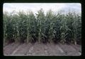 Corn variety test, Malheur Experiment Station, Oregon State University, Ontario, Oregon, circa 1971