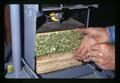 Wiring a compressed bale of hop cones, Oregon State University, Corvallis, Oregon, circa 1971