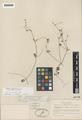 Nemophila menziesii H. & A. var. annulata Chandler