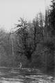 Dense, damp vegetation along Tilton River