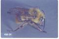 Bombus mixtus (Fuzzy-horned bumble bee)