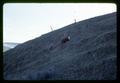 Cow on hillside, The Dalles Extension Service, Oregon State University, March 27, 1968