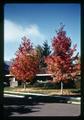 Sweetgum trees at E.B. Lemon's house, Corvallis, Oregon, October 1969