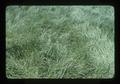 Closeup of ryegrass, 1976