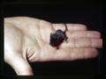 Hairless mouse, Oregon State university, Corvallis, Oregon, May 1963