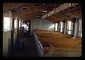 Inside Sheep Barn, Oregon State University, Corvallis, Oregon, March 1971