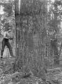 Two men on springboards with saw felling tree