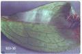 Caloptilia azaleella (Azalea leafminer)