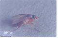 Dohrniphora cornuta (Humpback fly)