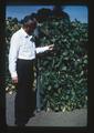 Tex Frazier standing by Blue Lake pole beans, circa 1965