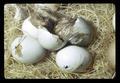 Chick hatching, Oregon Museum of Science and Industry, Portland, Oregon, circa 1972