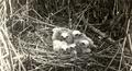 Young Marsh Hawks in nest