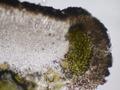 Lecanora caesiorubella subsp. merrillii