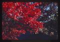Closeup of red leaves on tree by Allworth home, Corvallis, Oregon, 1979