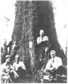 Harry W. M. R. Clark, Civil Engineer, working for the US Army's Spruce Production Division