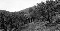 Peach Orchard near Ashland, Oregon