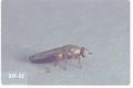Scenopinus fenestralis (Window fly)