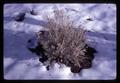 Closeup of sagebrush in the snow, Lake County, Oregon, March 1970