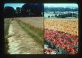 Composite slide of lily farm and bluegrass field, 1975