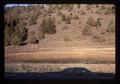 Deer near Lakeview, Oregon, April 1970