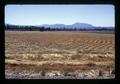 Swathed grass seed field, Linn County, Oregon, July 1973