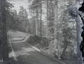 Highway curve, forested