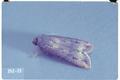 Agrotis ipsilon (Black cutworm)