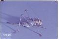 Anabrus simplex (Mormon cricket)