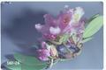 Eucordylea huntella (Rhododendron bud moth)