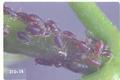 Periphyllus testudinaceus (Common maple aphid)